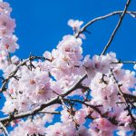 春の季語一覧