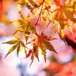 秋の有名俳句の一覧